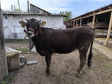 Сатам | Бука (эркек) | Бордоп семиртүү үчүн