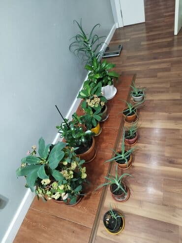 сколько стоят гипсофилы: Растения продаем фото : стоимость 1фото Алоя-300сом 2 фото женское — 2