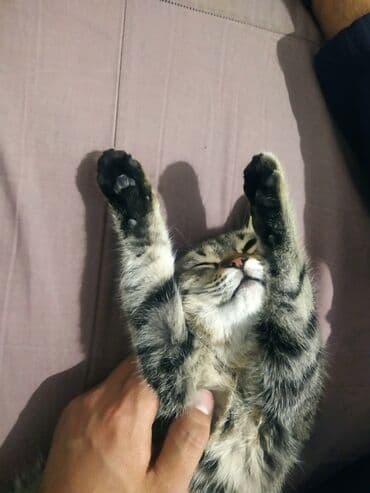 вислоухий рыжий кот цена: Даром отдаю так как нет времени ухаживать — 1