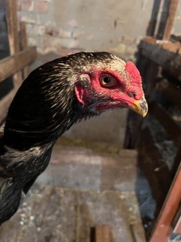 кролики каракол: Бойцовые Петух 7 месяцев На фото молодняк Одна Курица год — 6