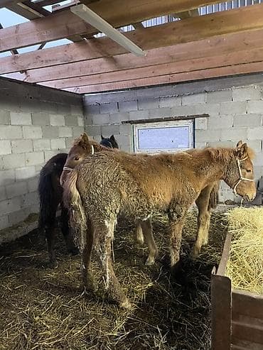 Баран, овца: Продаю | Жеребенок | Рабочий | Племенные — 3