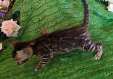 леопардовая кошка цена: Бенгальские котята !!! домашние. мини леопардики. Друзья у нас — 9