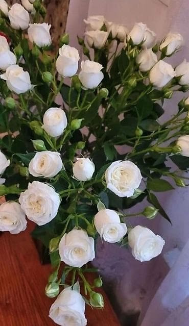 Үй персоналы жана тазалоо: Кызматкер талап кылынат, Толук эмес жумуш күнү, Иш тартиби: Ийкемдүү график, Төлөм: Бир айда эки жолу — 1