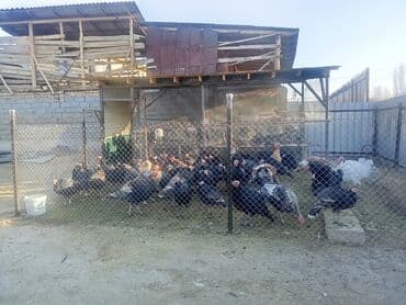 охотничий собак: Сатам | Эркек күрп | Кара ханзаада, Түндүк Кавказ | Көбөйтүү үчүн | Асыл тукумдуу — 6