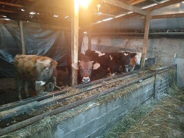 Мышыктар: Сатам | Бука (эркек) — 1