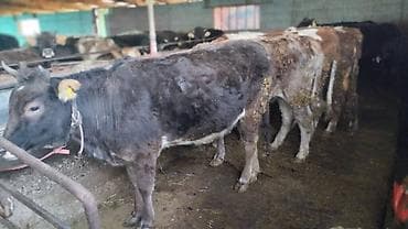 баран матка: Продаю | Тёлка | На откорм | Нетель — 2