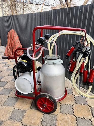 дайльный апарат: Продаю | Корова (самка) — 2