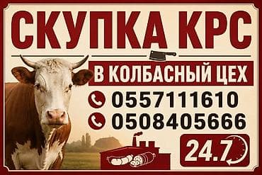 кунажын бишкек: Колбаса цехи : Уйлар, букалар, | Күнү-түнү — 1