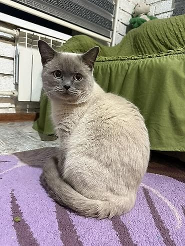 Отдаем кота в хорошие руки. Кастрирован, приучен к лотку. Спокойный