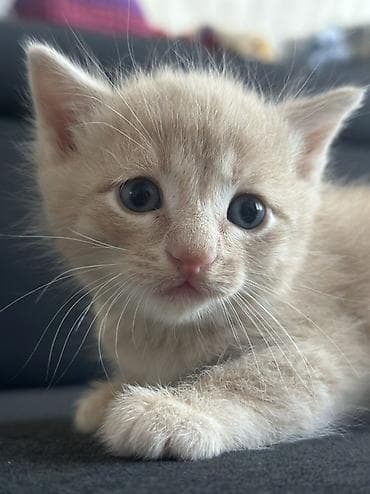 козлята битал: 1 месяц, Девочка, Приучена к лотку — 1