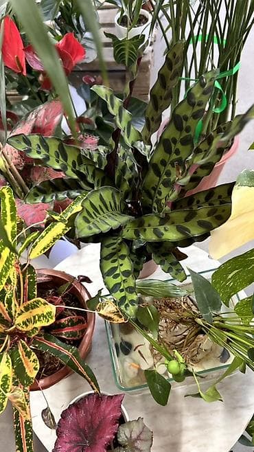 Калатея ланциолатная (Calathea lancifolia, Rattlesnake Plant) - — 3