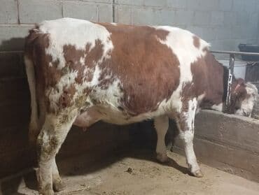 купить кошку в бишкеке: Продаю | Корова (самка) | Для молока — 4