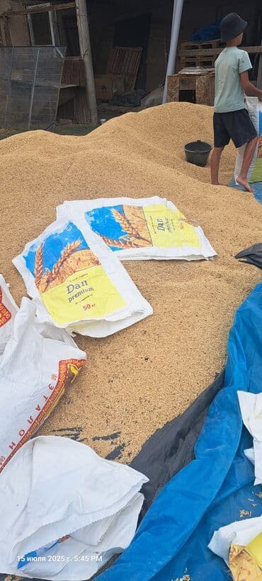 Кошки: Продаю ячмень семенник сорт Нутанс, Сорт Мамлюк в мешках готовый — 3