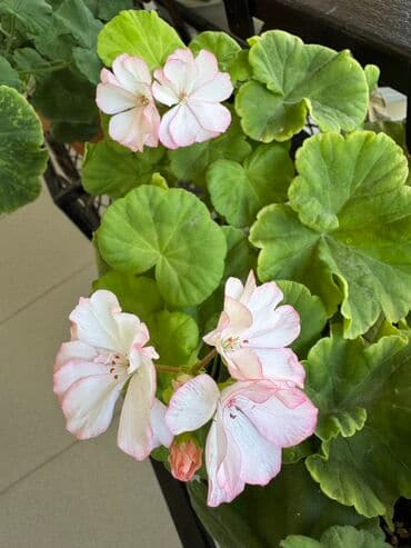 саженцы роз: Герань в горшке, цветущая ! Красивый розовый оттенок, листья красивые! — 8