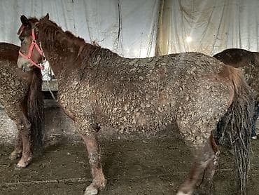 бир: Сатам | Бээ (ургаачы) — 1