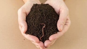 купить биогумус: Удобрение Платная доставка, Самовывоз — 1