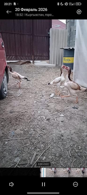 куриная печень: Продаю | Куры | Бойцовая | Для разведения — 1