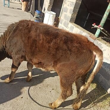 Иттер: Сатам | Кунаажын | Ангус | Бордоп семиртүү үчүн | Асыл тукумдуу — 2