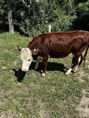 буки: Продаю | Тёлка | Герефорд | На откорм | Привязанные — 6