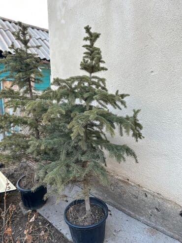 Бакча инвентары: Көчөттөр дарактардын: Карагайлар — 1