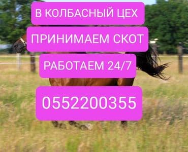 купить собаку золотистый ретривер: Куплю на колбасный без посредников — 1