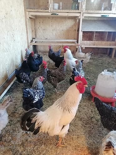 поющие волнистые попугаи: Продажа Инкубационное яйцо. Барковская - 35 сом Адлерская-25сом — 3