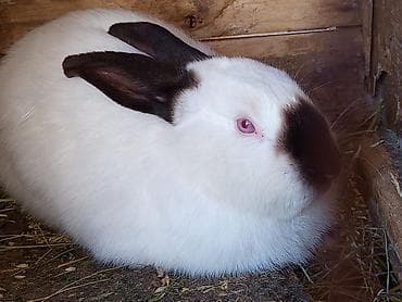 хорек купить бишкек: На продаже КРОЛИКИ всех пород и возрастом розница и оптом по самым — 7