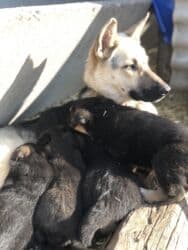 продажа щенков немецкой овчарки в бишкеке с документами: Овчарка, 1 месяц, Самка — 6