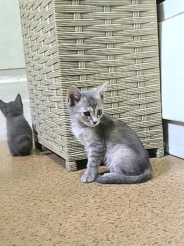 Кошки: Беспородная, 2 месяца, Мальчик, Приучена к лотку — 2