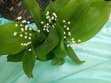 клевер семена: В наличии 10 букетов. Букет ландышей с характерными белыми — 2