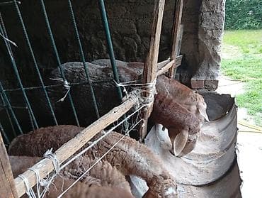 баш кой: Продаю | Баран (самец) | Арашан | На забой, Для разведения — 6