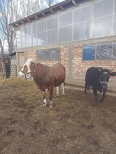 кошка батон: Продаю | Бык (самец) | На откорм — 3
