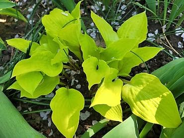 Продаю: - хоста Джун - 2 деленки 650сом - хоста Огненный Остров — 2