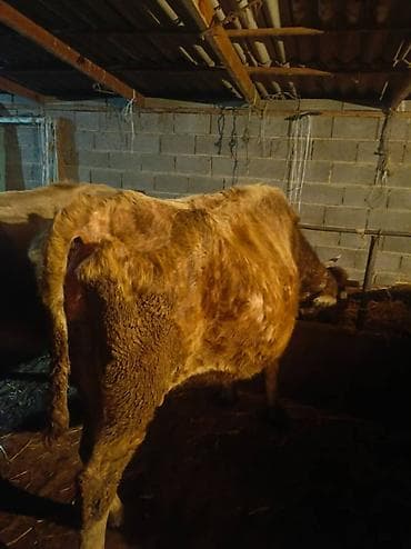 бычок симентал: Продаю | Корова (самка) | Для разведения | Привязанные — 2