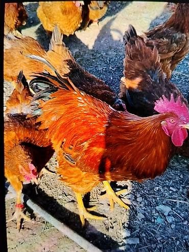 яйца даканов: Продаю | Цыплята | Для разведения — 5