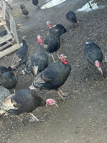 продаю индюк: Продаю | Индюк (самец) | Для разведения | Племенные — 1