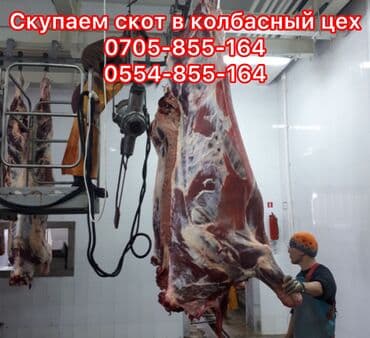 аргентиский дог: Куплю | Коровы, быки, Лошади, кони | Любое состояние — 1