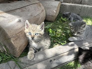 Продажа кошек: Беспородная, 2 месяца, Мальчик, Приучена к лотку — 4
