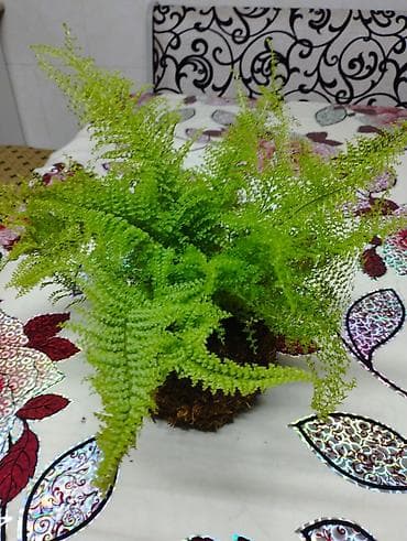 цветы комнатные в бишкеке: Продаю папоротники "САХАРНАЯ ВАТА" посаженные в специальный моховые — 1