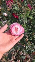 декоративные растения: Саженцы цветка: Розы, Платная доставка — 16
