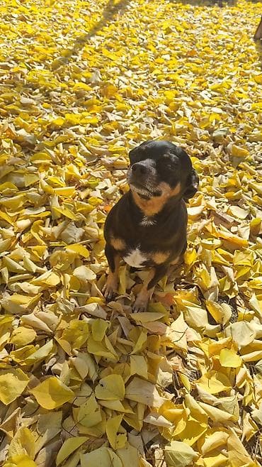 кой кана: Вязка: Той-терьер, Самец, 5 лет, С прививкой — 4