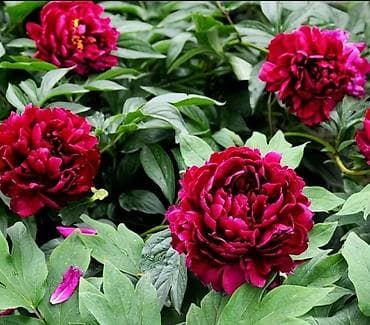 куплю пионы: Пионы — клубни/саженцы Пионы травянистые. Пионы клубнями Пионы. Пионы — 3