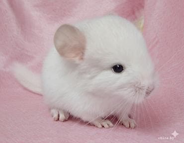грызуны: Белая шиншилла (бело- розовый окрас) мальчик 2.5 месяца! - Домашний — 1