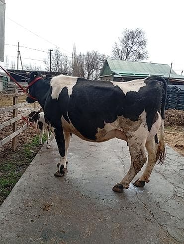купить карову: Продаю | Корова (самка), Музоо, торпок | Для разведения, Для молока | После отела — 6