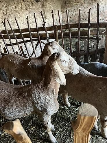 купить щенка далматинца: Продаю | Овца (самка) | Для разведения — 1