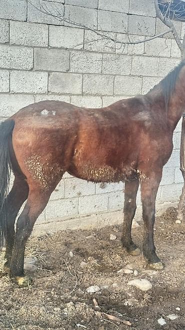 боз бээ: Продаю | Жеребец — 7