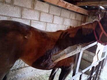 Собаки: Продаю | Кобыла (самка) | Рабочий | Мерин — 4