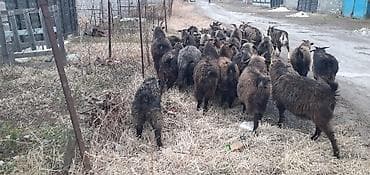 коой: Продаю | Коза (самка) | Для разведения | Котные — 2