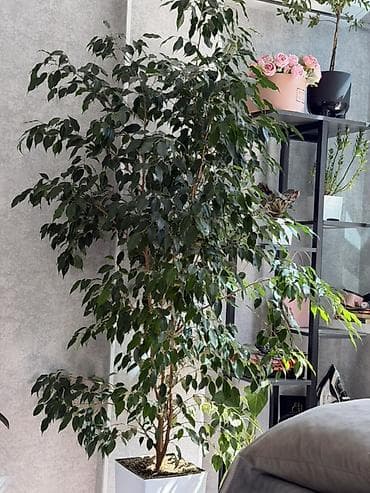 Фикус Бенджамина в напольном кашпо - Крупное комнатное дерево с