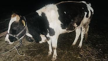 Ветеринар кызматы: Сатам | Кунаажын | Голштин | Көбөйтүү үчүн | Кунажын — 2